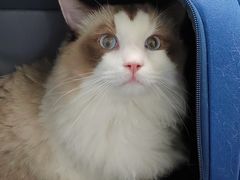 -瑞派·关忠动物医院·猫专科·犬专科(三环新城店)