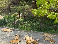 -大连森林动物园