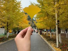 -长白岛森林公园