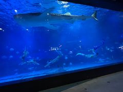 -烟台海昌鲸鲨海洋公园