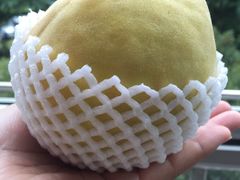 -樂桃源奉贤黄桃种植采摘基地