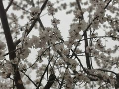 -桃花堤公园
