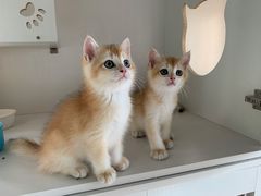 -东方名猫馆·英短金渐层布偶猫舍(环线广场1号楼店)