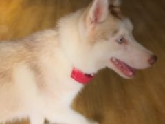 汤圆-Husky Go! 哈士奇体验馆·宠物咖啡厅狗咖