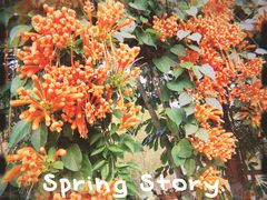 -天适樱花悠乐园