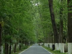 -合肥滨湖国家森林公园