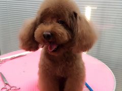 -瑞派·关忠动物医院·猫专科·犬专科(三环新城店)