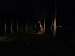 -清迈夜间动物园