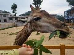 -西霞口神雕山野生动物世界