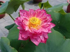 -莲花池公园