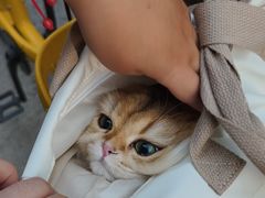 -全心全意连锁动物医院·微创中心·内科急重症·心脏专科(丰管路店)