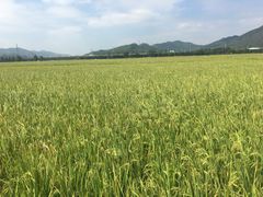 -崖口云吞(中堡店)