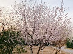 -永定河休闲森林公园