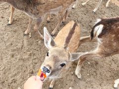-西安秦岭野生动物园