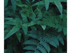 -丽江植物园