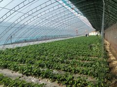 -甜心庄园·甜心草莓采摘园(西青中北店)