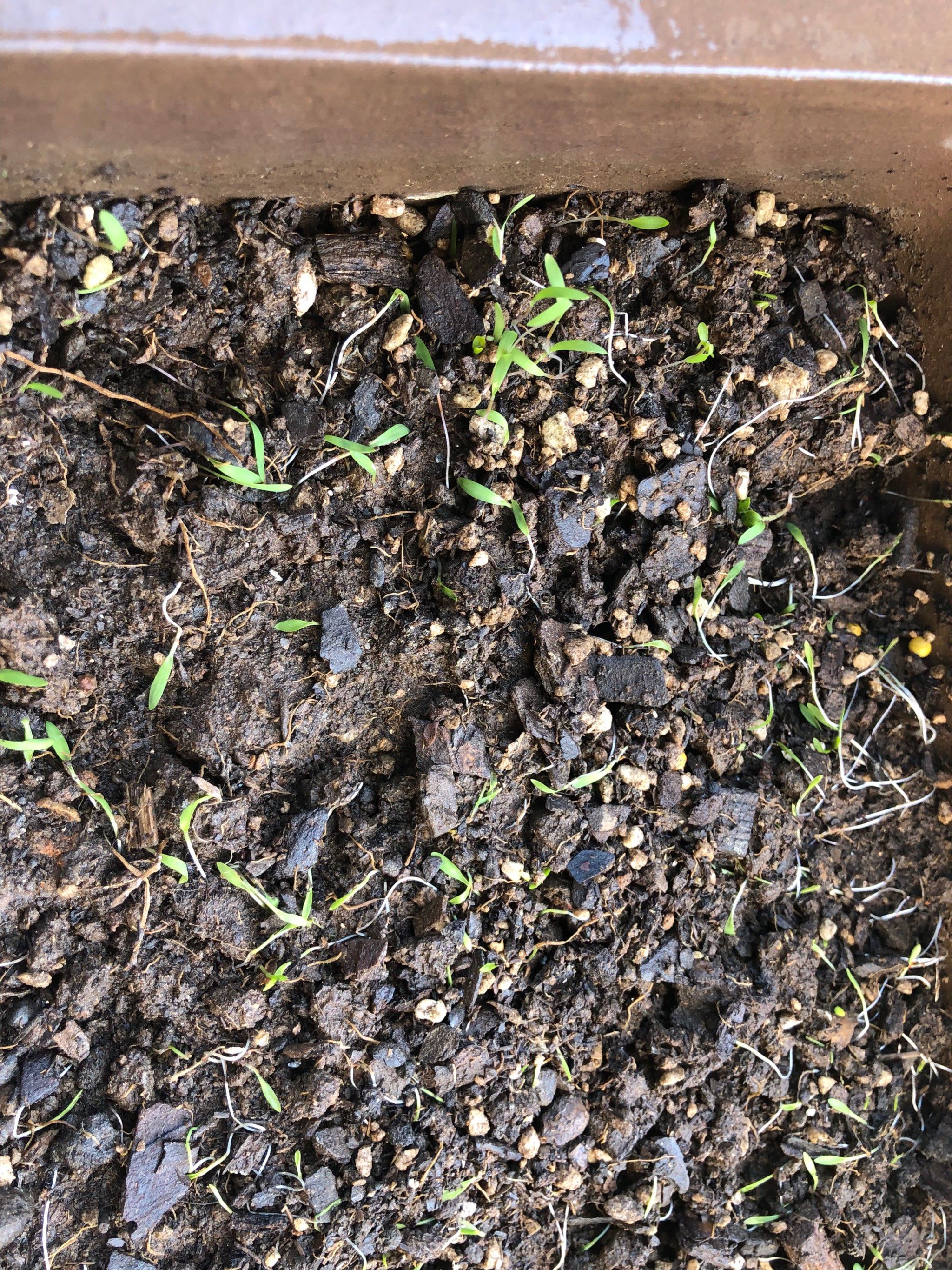 0元玩转这座城心心念念播种的葱籽籽都发芽了