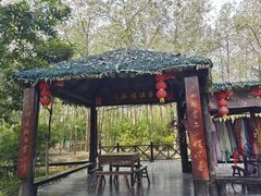 -合肥滨湖国家森林公园