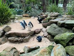 -费瑟代尔野生动物园