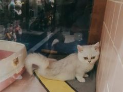 -FAELING PETS美天灵宠物(富力广场店)
