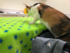 -凯特喵百思猫专科医院
