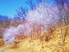 -北京西山国家森林公园