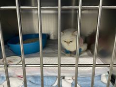 -纳吉亚猫专科动物医院·北北分院
