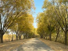 -野鸭湖国家湿地公园