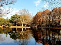 -上海共青森林公园