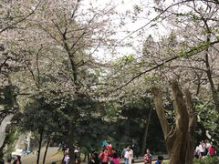 -武汉大学-樱园
