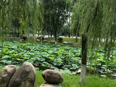 -后襄河公园