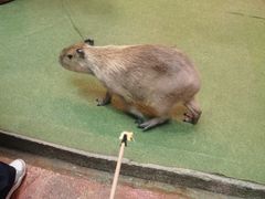 -正佳雨林生态植物园