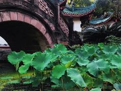 -桂湖森林公园