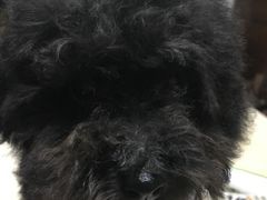 -瑞派福兴宠物医院犬猫全科·骨科·中西医结合(河东店)