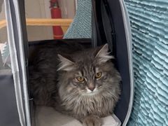 -佳雯宠物医院·皮肤科·内外科(春晓路分院)