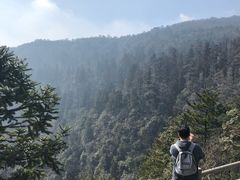 -天目山大树王景区