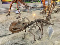 -国家自然博物馆