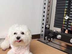 -帕帕拉兹宠物(亚洲旗舰店)