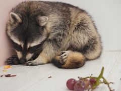 -浣熊柯尔鸭土拨鼠·电玩咖