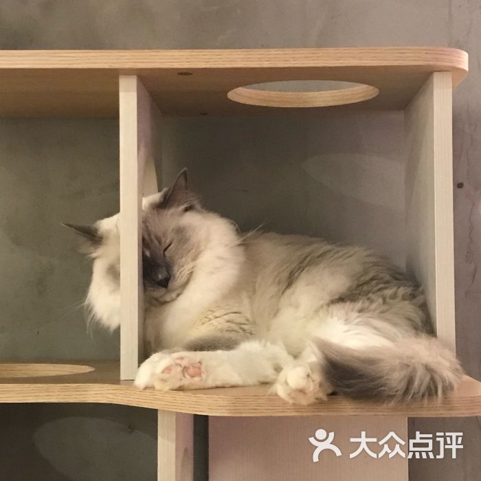 就是這樣的喵meow cafe(貓主題餐吧/貓咖啡店)藍重點手套色布偶貓圖片