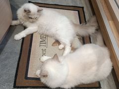 -瞄一喵猫咖(格力海岸店)