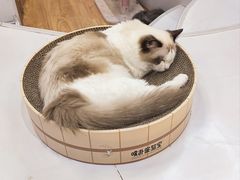 -COLOR PETS 撸猫馆·购猫·猫咖(长风大悦城店)