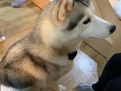 -Husky Go! 哈士奇体验馆·宠物咖啡厅狗咖