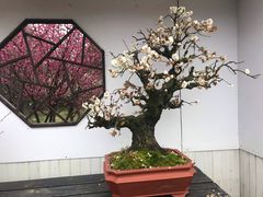 -香雪海