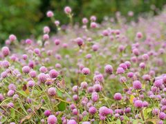 -花开海上生态园