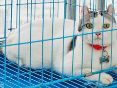 -喵园·猫主题咖啡厅·撸猫·猫咖(国贸店)