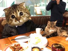 -猫小院猫主题餐厅(三里屯店)