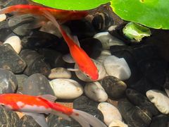 -曲水兰亭(北京四惠店)