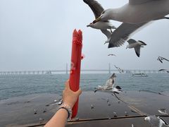 -星海湾跨海大桥