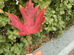 -源宗盛粽子汤圆